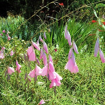 Dierama pulcherrimum unspecified picture