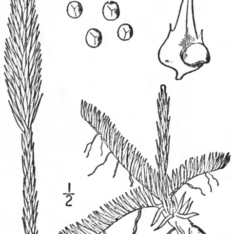 Lycopodiella alopecuroides unspecified picture