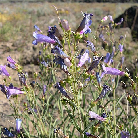 Penstemon cusickii unspecified picture