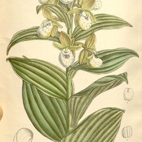 Cypripedium californicum unspecified picture