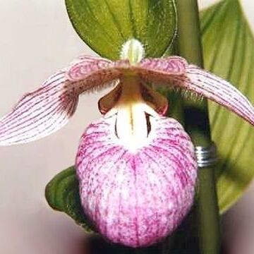 Cypripedium franchetii unspecified picture