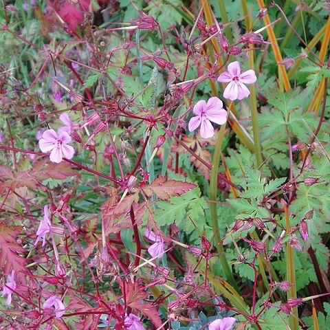 Geranium yeoi unspecified picture