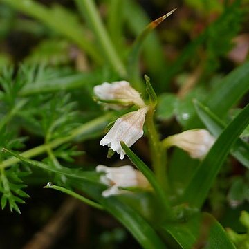 Lysimachia pyramidalis unspecified picture