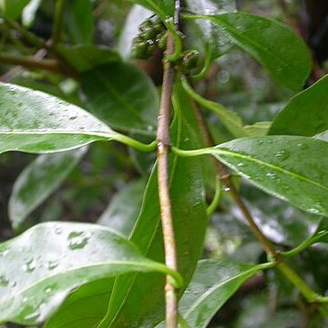 Morinda umbellata unspecified picture