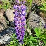 Lupinus perennis flower picture by jeremy neuerburg (cc-by-sa)