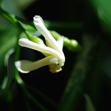 Tabernaemontana citrifolia unspecified picture