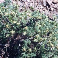 Artemisia spinescens unspecified picture