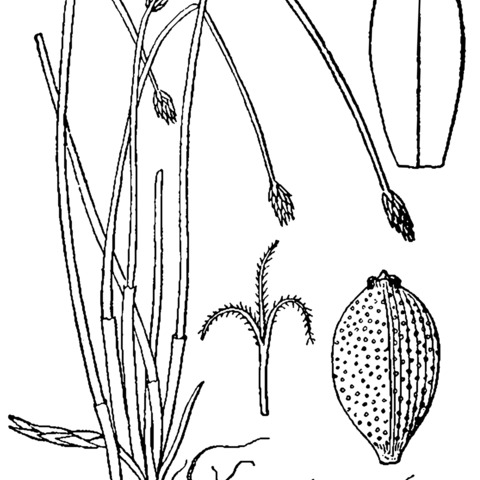 Eleocharis compressa unspecified picture