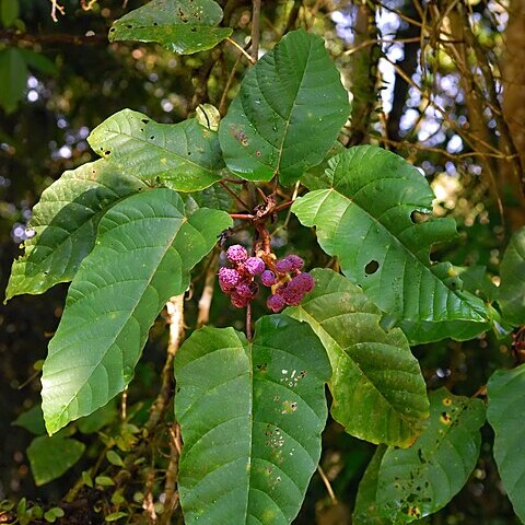 Poikilospermum unspecified picture