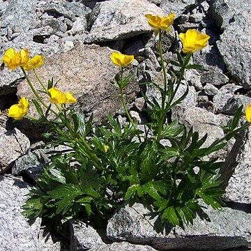 Ranunculus pseudomontanus unspecified picture