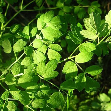 Thalictrum minus subsp. majus unspecified picture