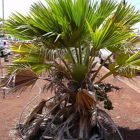 Pritchardia glabrata unspecified picture