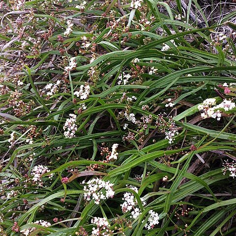 Platysace compressa unspecified picture