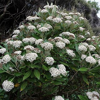 Olearia avicenniifolia unspecified picture