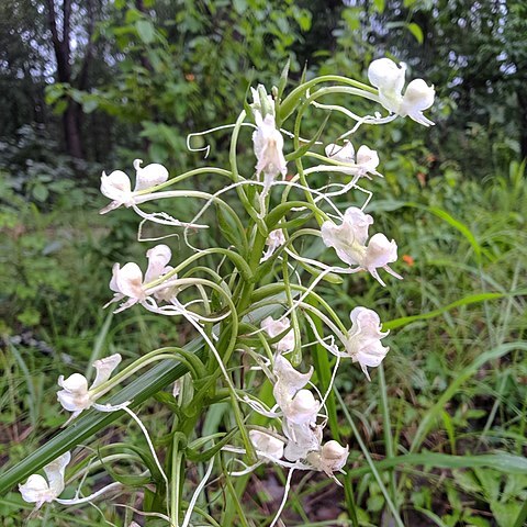 Habenaria commelinifolia unspecified picture