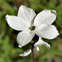 Lithophragma cymbalaria unspecified picture