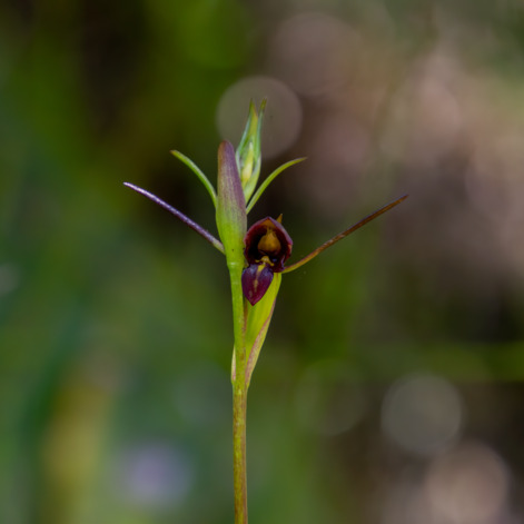 Orthoceras novae-zeelandiae unspecified picture