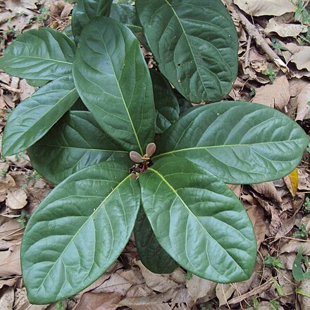 Alseodaphne semecarpifolia unspecified picture