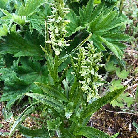 Platanthera convallariifolia unspecified picture