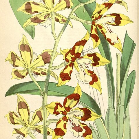 Oncidium praenitens unspecified picture