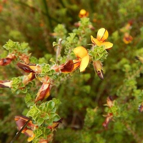 Pultenaea densifolia unspecified picture