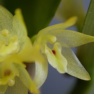 Octomeria crassifolia unspecified picture