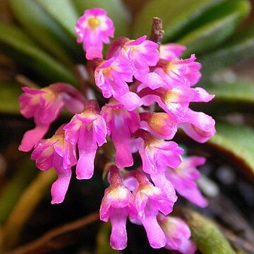 Schoenorchis fragrans unspecified picture