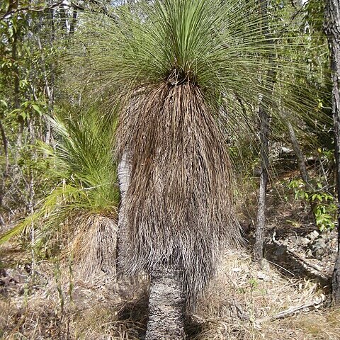 Xanthorrhoea latifolia unspecified picture