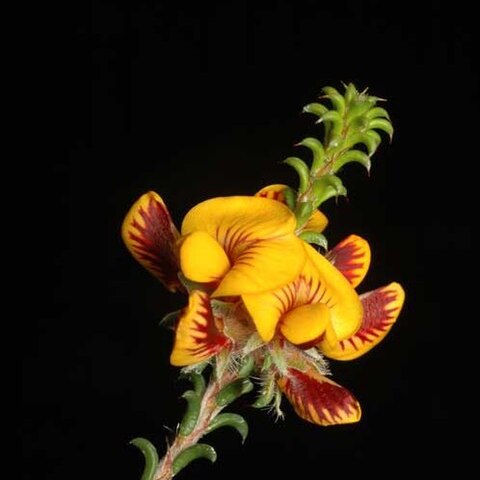 Pultenaea empetrifolia unspecified picture