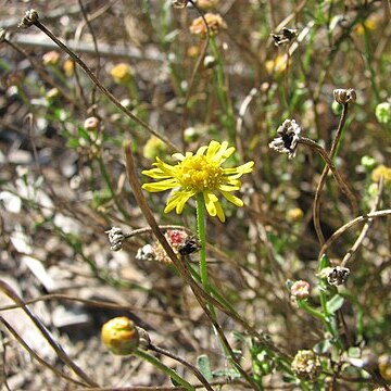 Brachyscome chrysoglossa unspecified picture