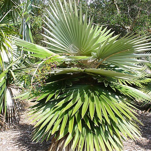 Coccothrinax borhidiana unspecified picture