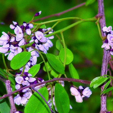 Dalbergia lanceolaria unspecified picture