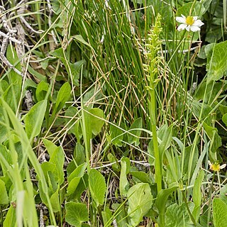 Platanthera purpurascens unspecified picture