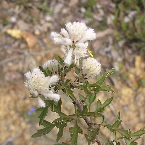 Petrophile diversifolia unspecified picture