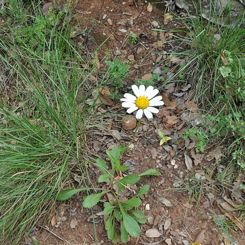 Leucanthemum montserratianum unspecified picture