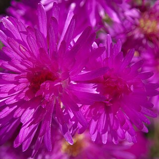 Lampranthus unspecified picture