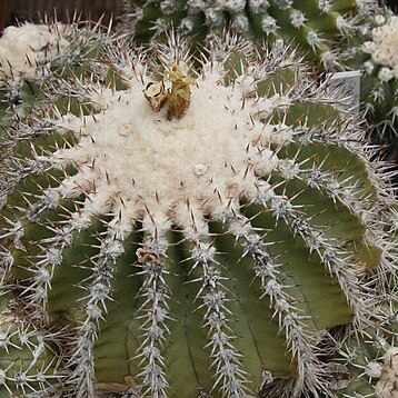 Copiapoa cinerascens unspecified picture