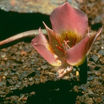 Calochortus persistens unspecified picture