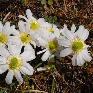 Callianthemum unspecified picture