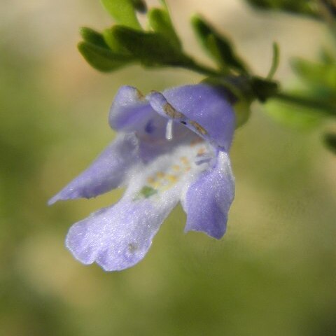 Prostanthera parvifolia unspecified picture