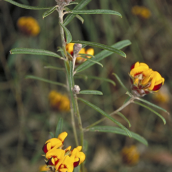 Pultenaea rosmarinifolia unspecified picture