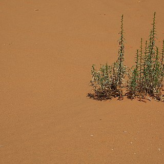 Artemisia monosperma unspecified picture