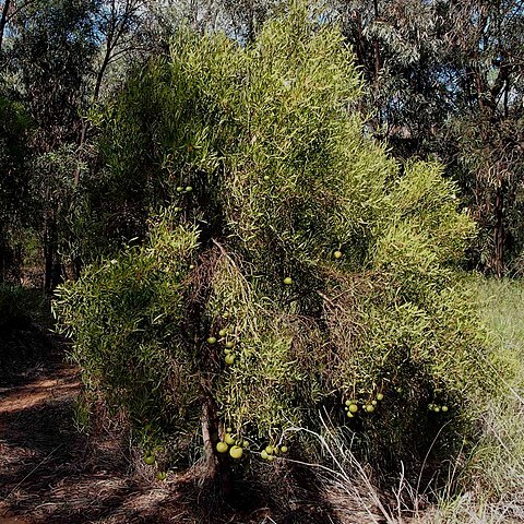 Capparis loranthifolia unspecified picture