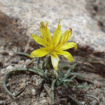 Pyrrocoma apargioides unspecified picture