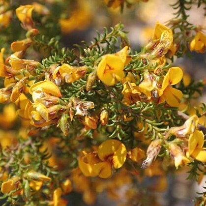 Pultenaea graveolens unspecified picture