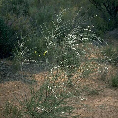 Leptospermum inelegans unspecified picture