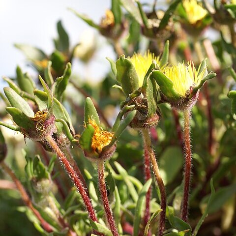 Carpanthea pomeridiana unspecified picture