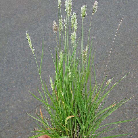 Enneapogon nigricans unspecified picture