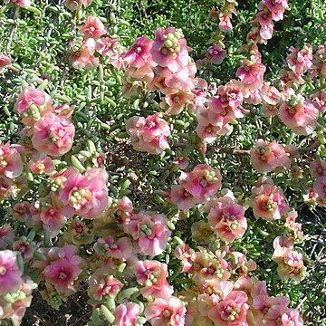 Salsola unspecified picture