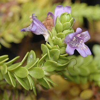 Eremophila ternifolia unspecified picture